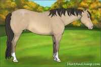 Horse Color:Amber Cream Champagne Roan