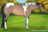 Horse Color:Buckskin Roan Tobiano