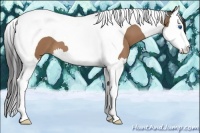 Horse Color:Buckskin Splash Tobiano 