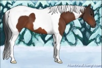 Horse Color:Bay Tobiano 