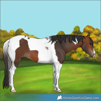 Horse Color:Bay Tobiano 