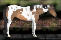 Horse Color:Buckskin Roan Tobiano 