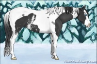 Horse Color:White Spotted Black Splash Tobiano