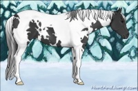 Horse Color:White Spotted Black Tobiano
