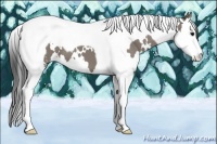 Horse Color:White Spotted Grullo Splash Tobiano