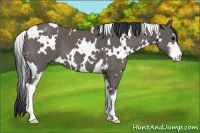 Horse Color:White Spotted Grullo Sabino 