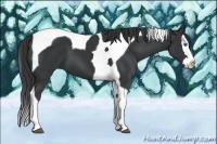Horse Color:Black Splash Tobiano 