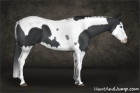 Horse Color:Black Splash Tobiano 