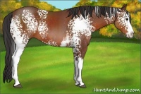 Horse Color:White Spotted Bay Splash