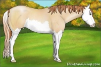 Horse Color:Classic Champagne Pearl Sabino Splash 