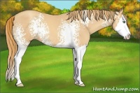 Horse Color:White Spotted Gold Champagne Sabino Splash 