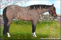 Horse Color:Bay Roan 