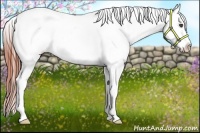 Horse Color:Bay Appaloosa Rabicano 