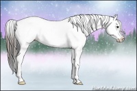Horse Color:Black Near Leopard