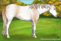 Horse Color:White Spotted Chestnut Pearl Splash 