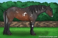 Horse Color:White Spotted Brown Roan