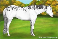 Horse Color:White Spotted Black Splash Appaloosa Rabicano 