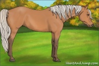 Horse Color:Silver Bay 