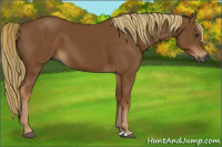 Horse Color:Gray Chestnut 
