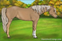Horse Color:Palomino 