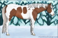 Horse Color:Silver Bay Splash Tobiano 