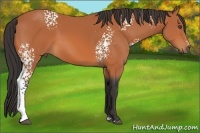 Horse Color:White Spotted Bay Sabino