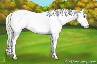 Horse Color:Chocolate Palomino Sabino Appaloosa 