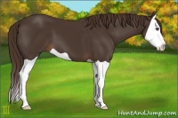 Horse Color:Liver Chestnut Splash 