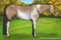 Horse Color:White Spotted Bay Dun