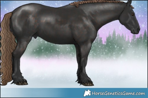 Horse Color:Liver Chestnut 