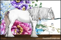 Horse Color:Buckskin Pearl Frame Appaloosa Rabicano