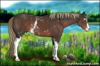Horse Color:White Spotted Liver Chestnut Sabino 