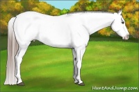 Horse Color:White Spotted Liver Chestnut Splash Appaloosa 