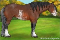 Horse Color:Bay Sabino 