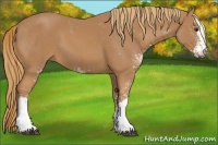Horse Color:Chestnut Sabino