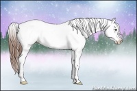 Horse Color:Red Roan Appaloosa 