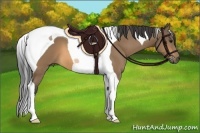 Horse Color:Buckskin Tobiano 