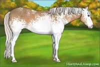 Horse Color:White Spotted Silver Buckskin 