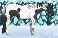 Horse Color:Black Tobiano 
