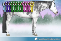 Horse Color:Black Sabino Splash