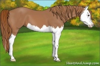 Horse Color:Chestnut Splash