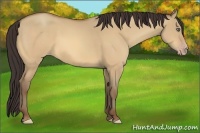 Horse Color:Amber Champagne Dun 