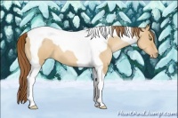 Horse Color:Bay Pearl Dun Tobiano