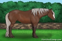Horse Color:Silver Bay 