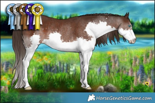 Horse Color:Liver Chestnut Splash Rabicano 