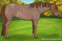 Horse Color:Red Roan 
