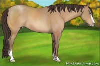 Horse Color:Amber Champagne Sabino Rabicano