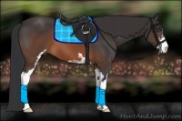 Horse Color:Brown Sabino 