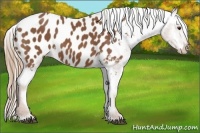 Horse Color:Chestnut Appaloosa 