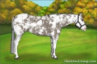 Horse Color:Grullo Sabino 